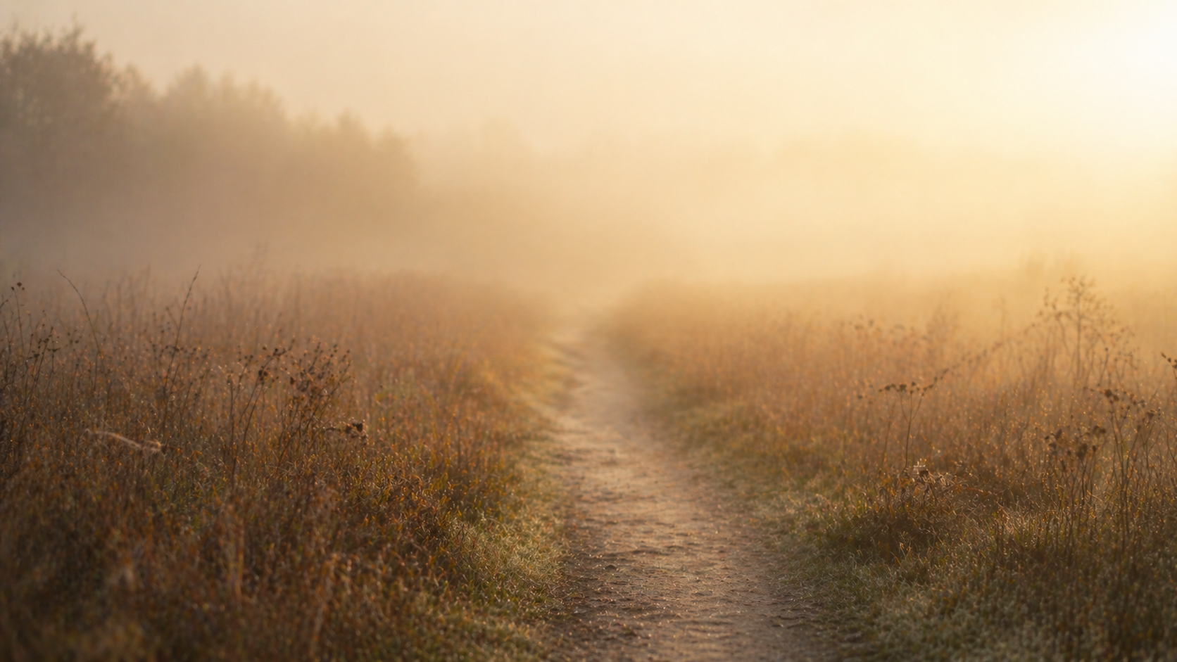 A path disappearing into morning mist, unknown but lit ahead