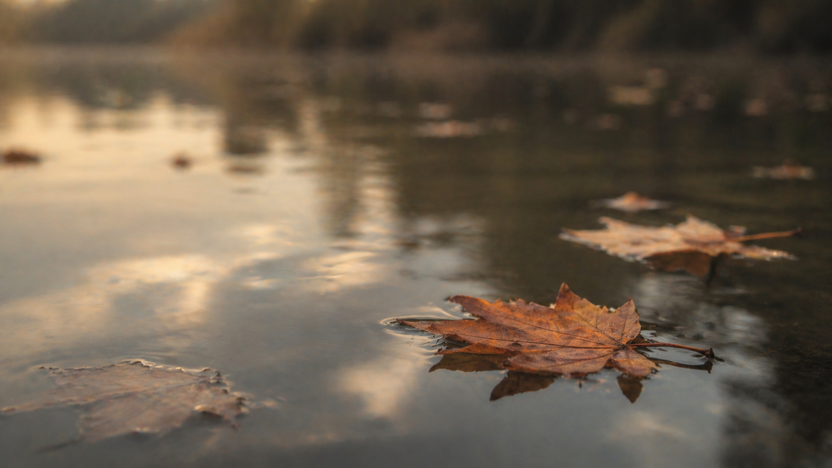 Autumn leaves on still water, beautiful and passing, soft light