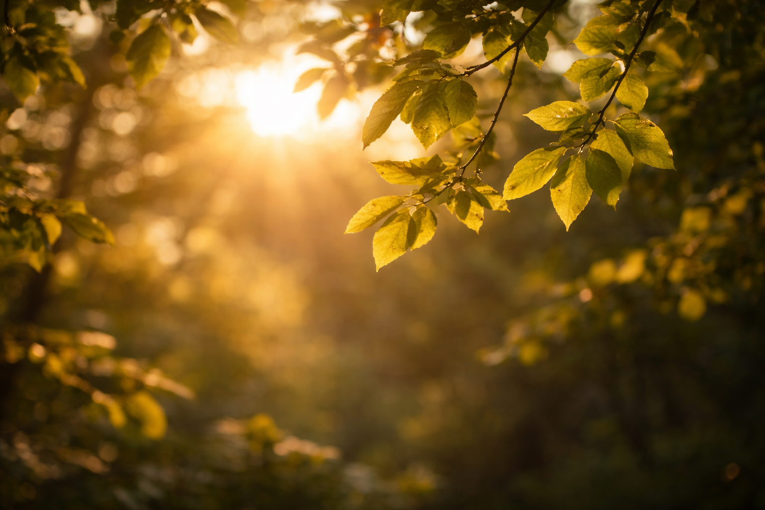 Warm light through leaves, gentle and open