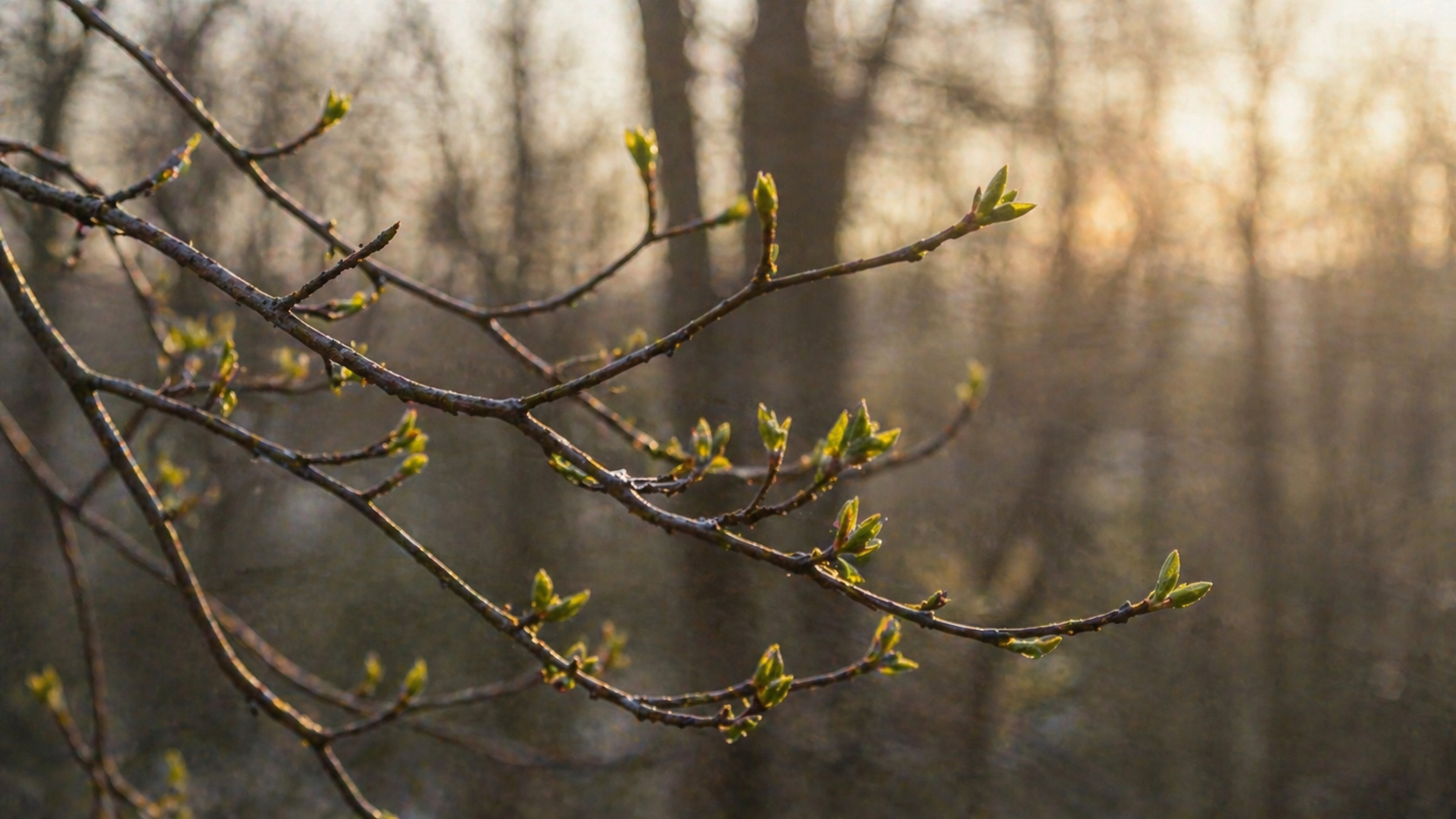 New green growth emerging in early spring, bare branches with first leaves